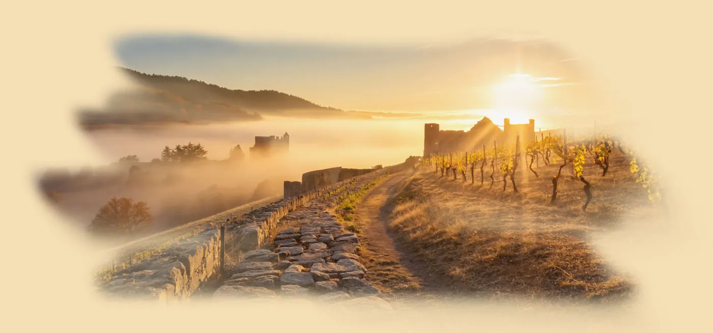 French wine vineyard