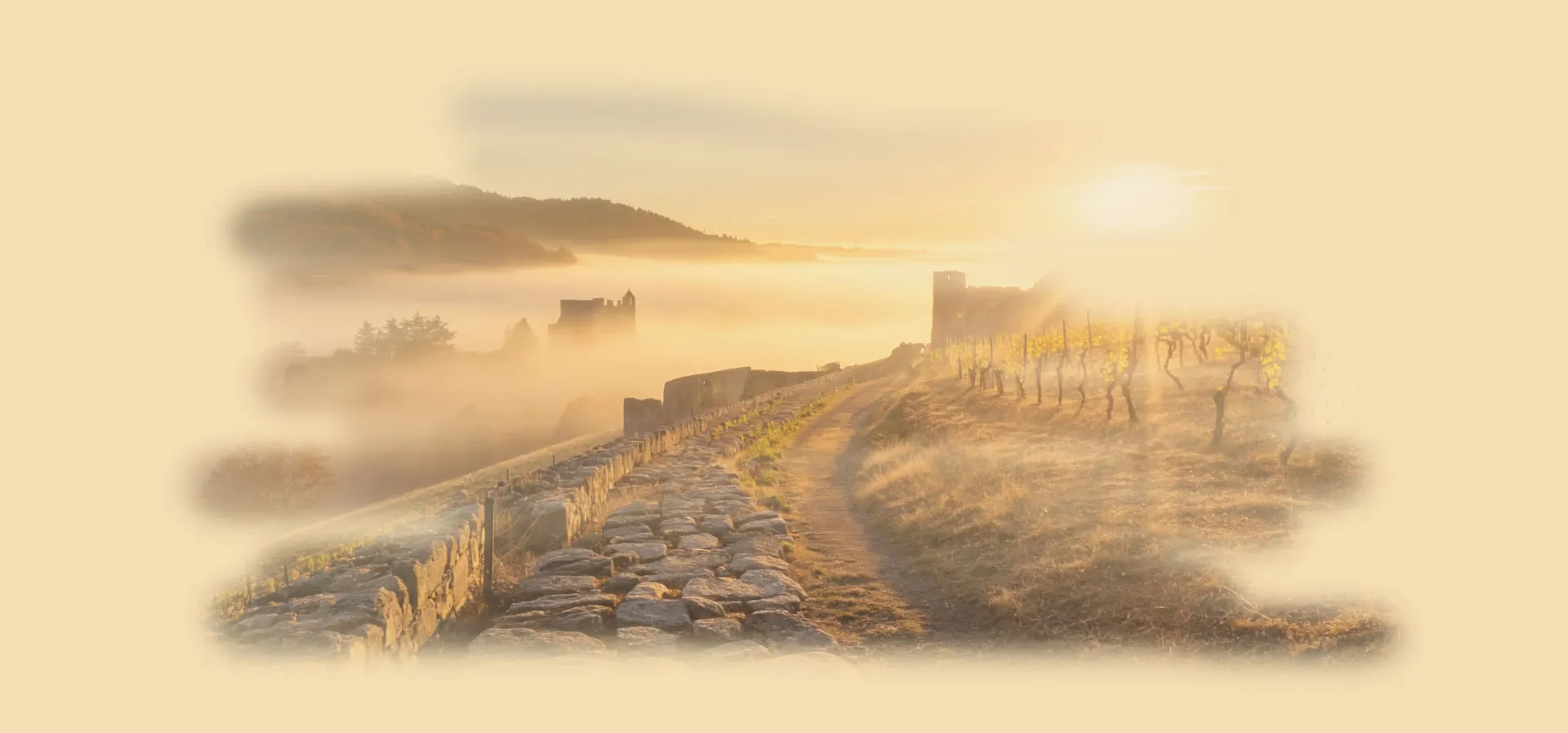 French wine vineyard